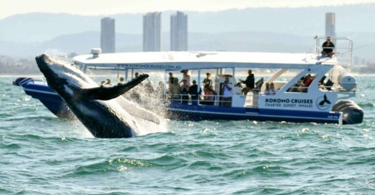 Gold Coast Whale Experience - The Sum Up