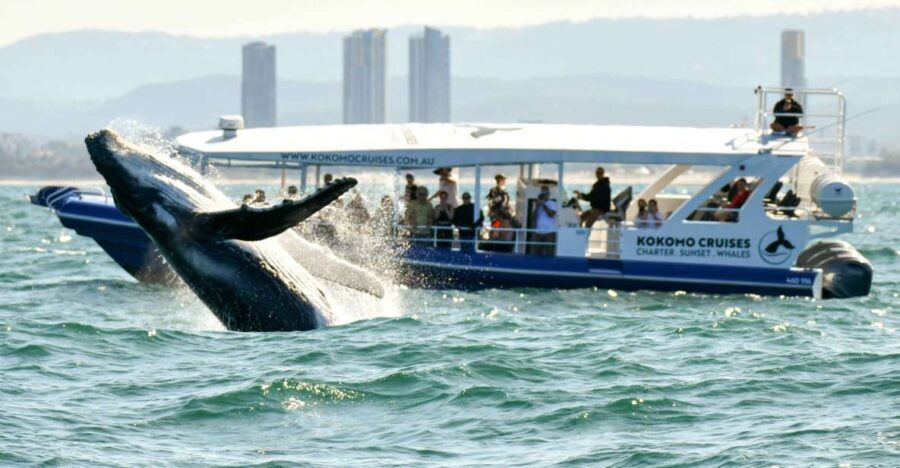Gold Coast Whale Experience - The Sum Up