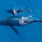 Gold Coast: Whale Watching - An In-Depth Look at the Whale Watching Experience