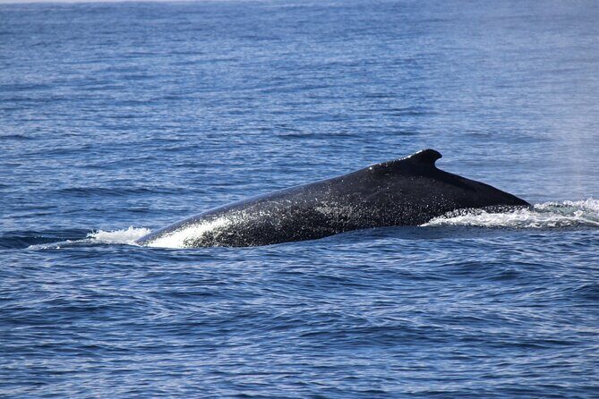 Gold Coast Whale Watching Adventure Tours - Who Would Love This Tour?