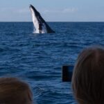 Gold Coast Whale Watching Cruise - What You Can Expect on the Tour