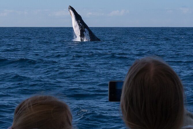 Gold Coast Whale Watching Cruise - What You Can Expect on the Tour