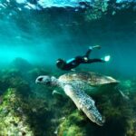 Gold Coast: Whales, Dolphins & Snorkelling with Turtles - The Itinerary: What to Expect