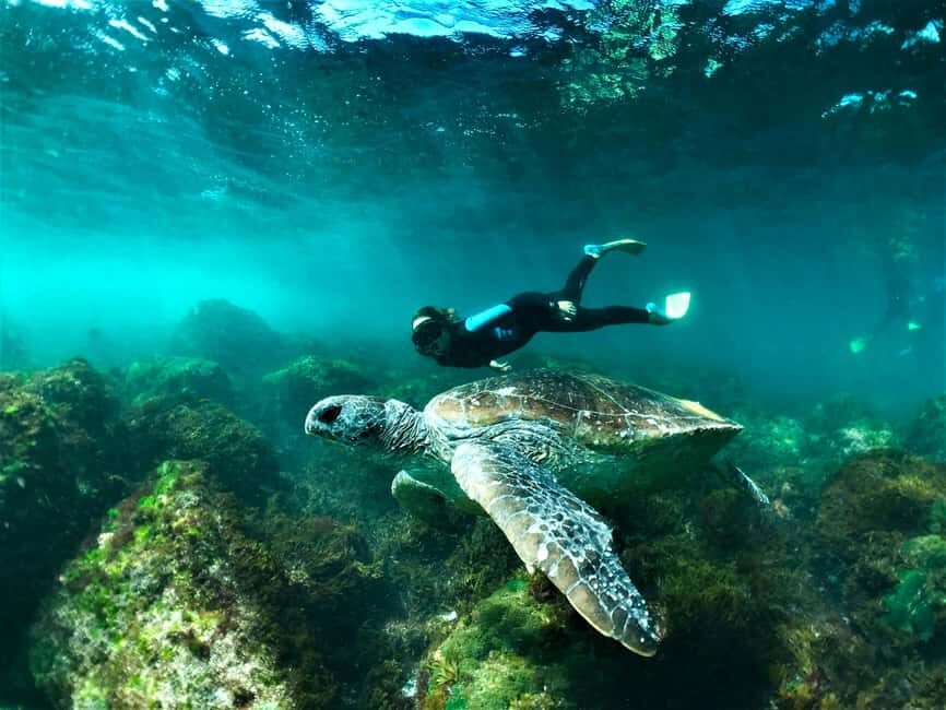 Gold Coast: Whales, Dolphins & Snorkelling with Turtles - The Itinerary: What to Expect