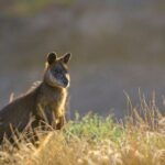 Golden Hour Penguins Express Tour with Pickups on Phillip Island - Making the Most of Your Experience