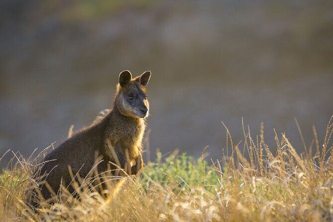 Golden Hour Penguins Express Tour with Pickups on Phillip Island - Making the Most of Your Experience