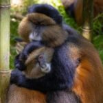 Golden Monkey Trekking with lunch - Why This Tour Offers Great Value