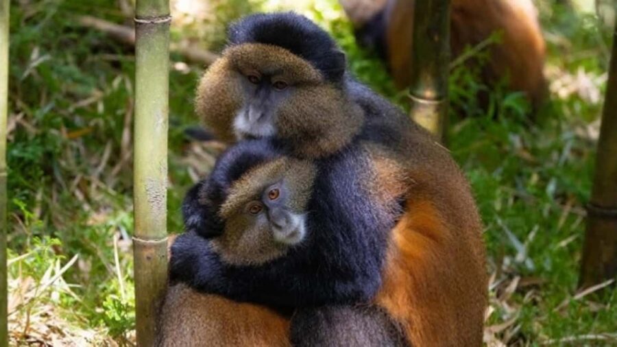 Golden Monkey Trekking with lunch - Why This Tour Offers Great Value