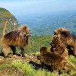 Gondar: 3-Day Simien Mountains and Gondar Tour - Trekking the Simien Mountains