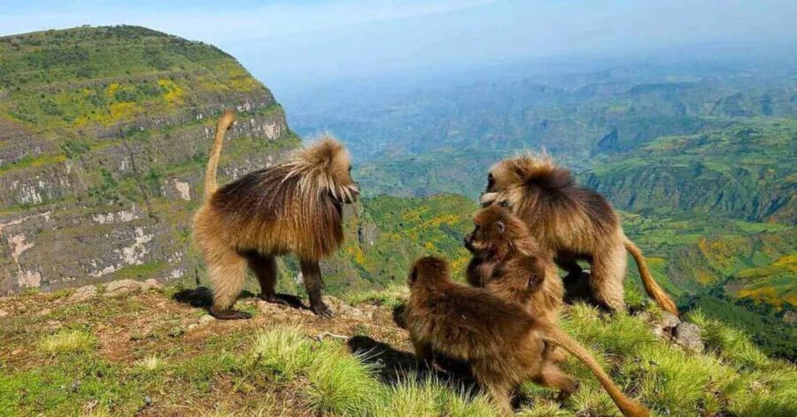 Gondar: 3-Day Simien Mountains and Gondar Tour - Trekking the Simien Mountains