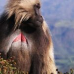 Gondar: 3-Day Simien Mountains Trekking Tour - The Sum Up