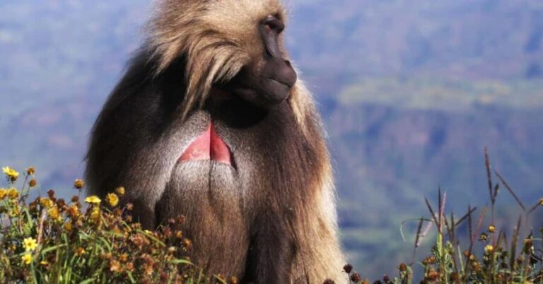 Gondar: 3-Day Simien Mountains Trekking Tour - The Sum Up