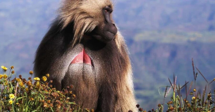 Gondar: 3-Day Simien Mountains Trekking Tour - The Sum Up