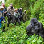Gorilla Trekking Day Tour with Lunch - The Trek: Into the Forest