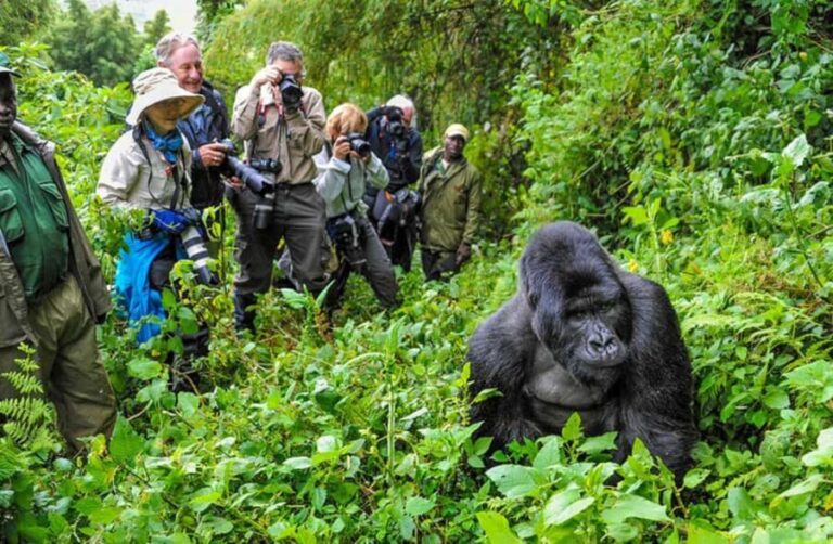 Gorilla Trekking Day Tour with Lunch - The Trek: Into the Forest