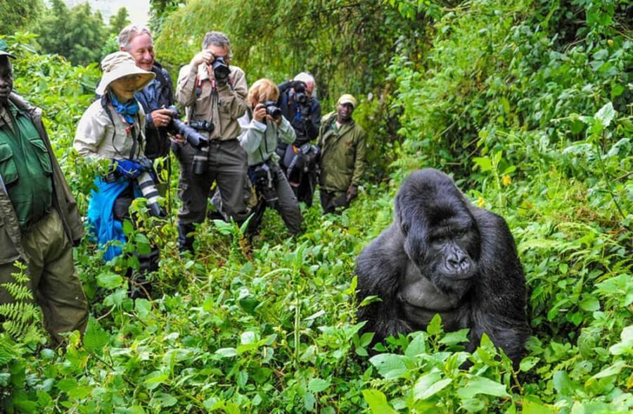 Gorilla Trekking Day Tour with Lunch - The Trek: Into the Forest