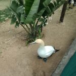 Gqeberha:Addo Elephant National Park and Coastal Tour Combo - Wildlife Safari at Addo Elephant Park