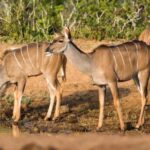 Grampians: Day Tour  Waterfalls, MacKenzie Fall, & Wildlife - Why This Tour Offers Great Value