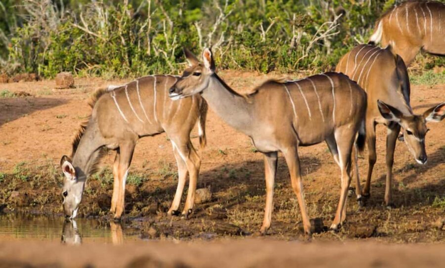 Grampians: Day Tour  Waterfalls, MacKenzie Fall, & Wildlife - Why This Tour Offers Great Value