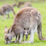 Grampians National Park with MacKenzie Falls and Kangaroos - Challenges to Keep in Mind