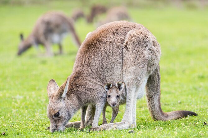 Grampians National Park with MacKenzie Falls and Kangaroos - Challenges to Keep in Mind