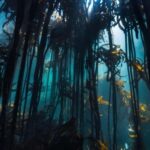 Great African Seaforest Snorkel - An In-Depth Look at the Great African Seaforest Snorkel