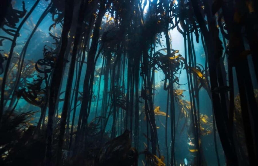 Great African Seaforest Snorkel - An In-Depth Look at the Great African Seaforest Snorkel