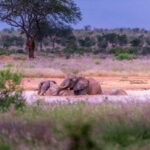 Great Kenyan Safari: 6 Days in Tsavo West, East & Amboseli - What Makes This Tour Stand Out?