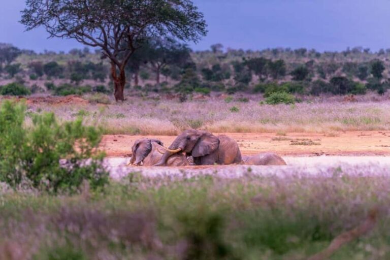 Great Kenyan Safari: 6 Days in Tsavo West, East & Amboseli - What Makes This Tour Stand Out?