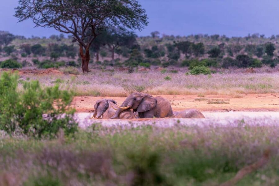 Great Kenyan Safari: 6 Days in Tsavo West, East & Amboseli - What Makes This Tour Stand Out?