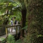 Great Ocean Road, 12 Apostles, Rainforest & Morning Tea-Melbourne - Detailed Breakdown of the Tour Experience