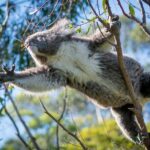 Great Ocean Road, 12 Apostles, Rainforest & Morning Tea-Melbourne - The Experience: What Travelers Really Think
