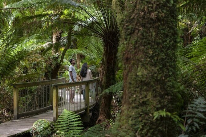 Great Ocean Road, 12 Apostles, Rainforest & Morning Tea-Melbourne - Detailed Breakdown of the Tour Experience