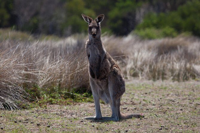 Great Ocean Road and Wildlife Tour for Backpackers aged 18-35 - Transportation, Group Size, and Overall Value
