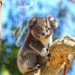 Great Ocean Road: Guided Wildlife Walk that Supports Nature - The Practical Aspects: What You Need to Know