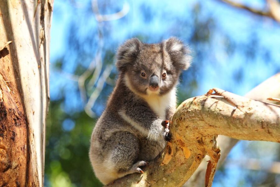 Great Ocean Road: Guided Wildlife Walk that Supports Nature - The Practical Aspects: What You Need to Know