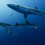 Great White Shark DivinG - The Itinerary Breakdown
