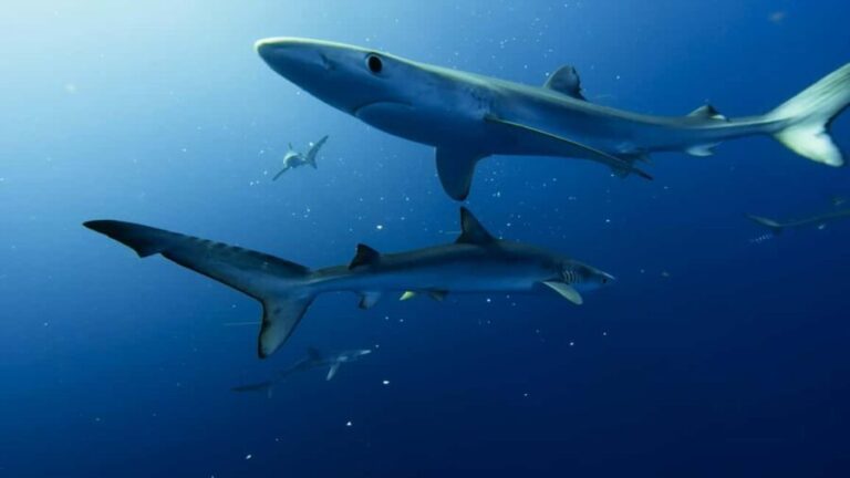 Great White Shark DivinG - The Itinerary Breakdown