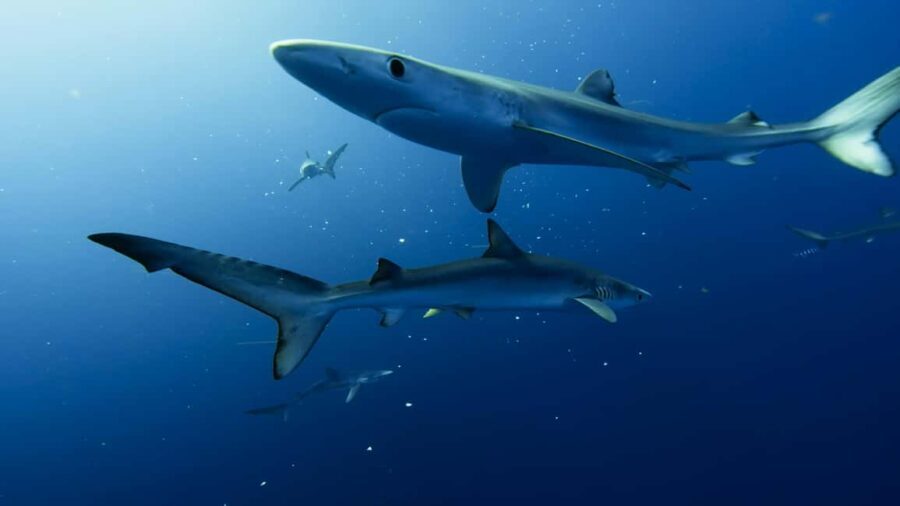Great White Shark DivinG - The Itinerary Breakdown