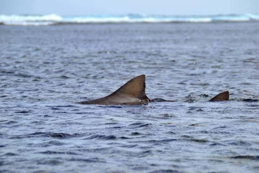 Green turtles, sharks, caves, desert, and sandboarding... - What We Love About This Tour