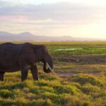 Group Joining Day Tour To Amboseli National Park - Practical Aspects of the Tour