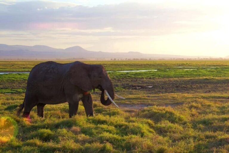 Group Joining Day Tour To Amboseli National Park - Practical Aspects of the Tour