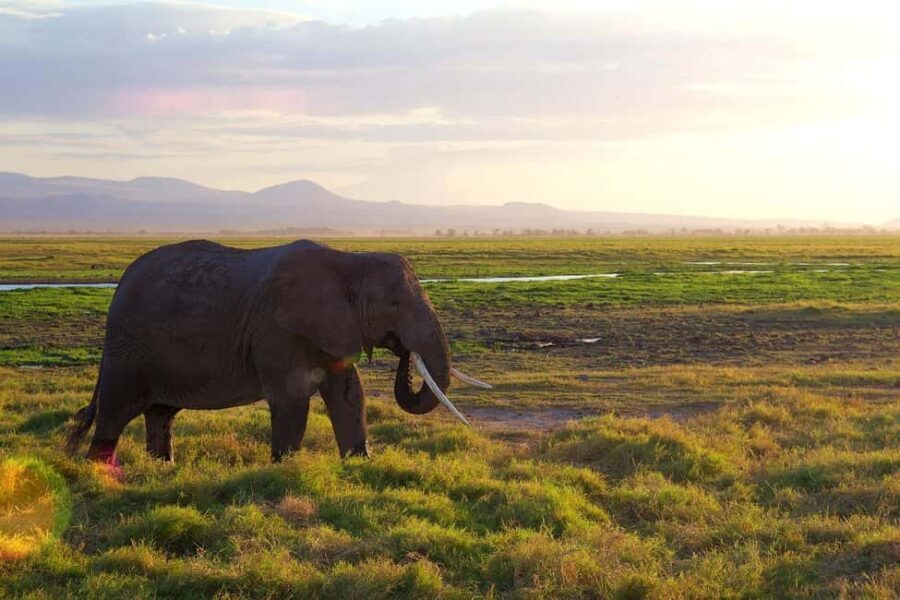 Group Joining Day Tour To Amboseli National Park - Practical Aspects of the Tour