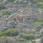 Group Tour of Cape of Good Hope and Boulders Beach Penguins - Analyzing the Value