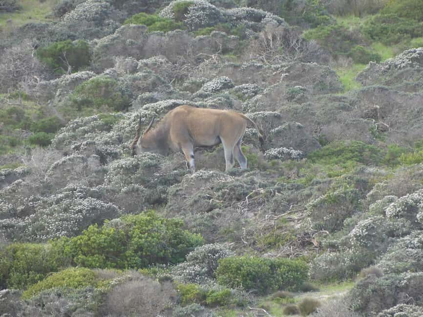 Group Tour of Cape of Good Hope and Boulders Beach Penguins - Analyzing the Value