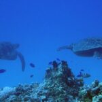 Guam's Best Beach Diving! Beginner and Advanced Dives - Why This Tour Offers Great Value