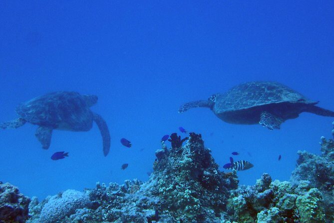 Guam's Best Beach Diving! Beginner and Advanced Dives - Why This Tour Offers Great Value