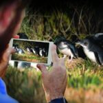 Guided Evening Penguin Viewing Otago Peninsula, Dunedin, New Zealand - What to Expect During the Tour
