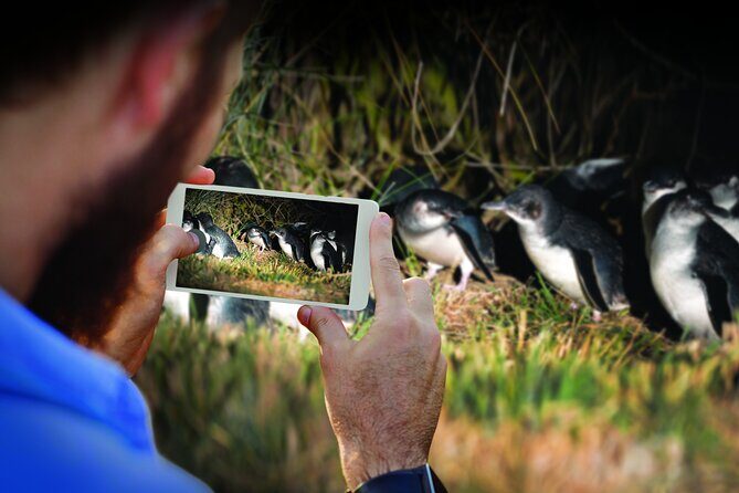 Guided Evening Penguin Viewing Otago Peninsula, Dunedin, New Zealand - What to Expect During the Tour