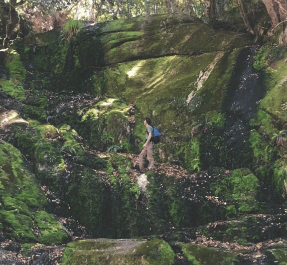 Guided Forest Hike Tour on Table Mountain, Cape Town - An In-Depth Look at the Skeleton Gorge Forest Hike